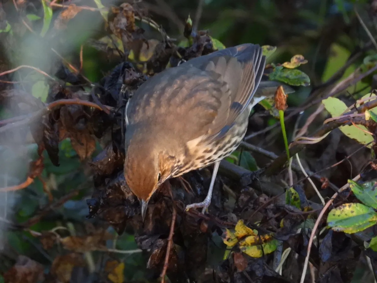 Gespotte Zanglijster