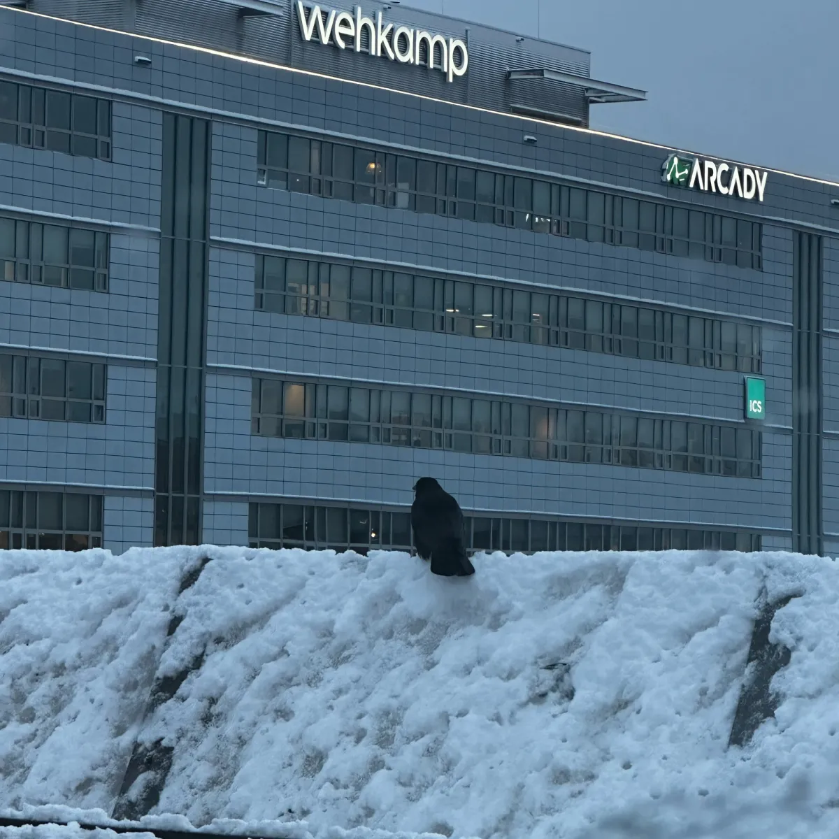 Gespotte Zwarte kraai