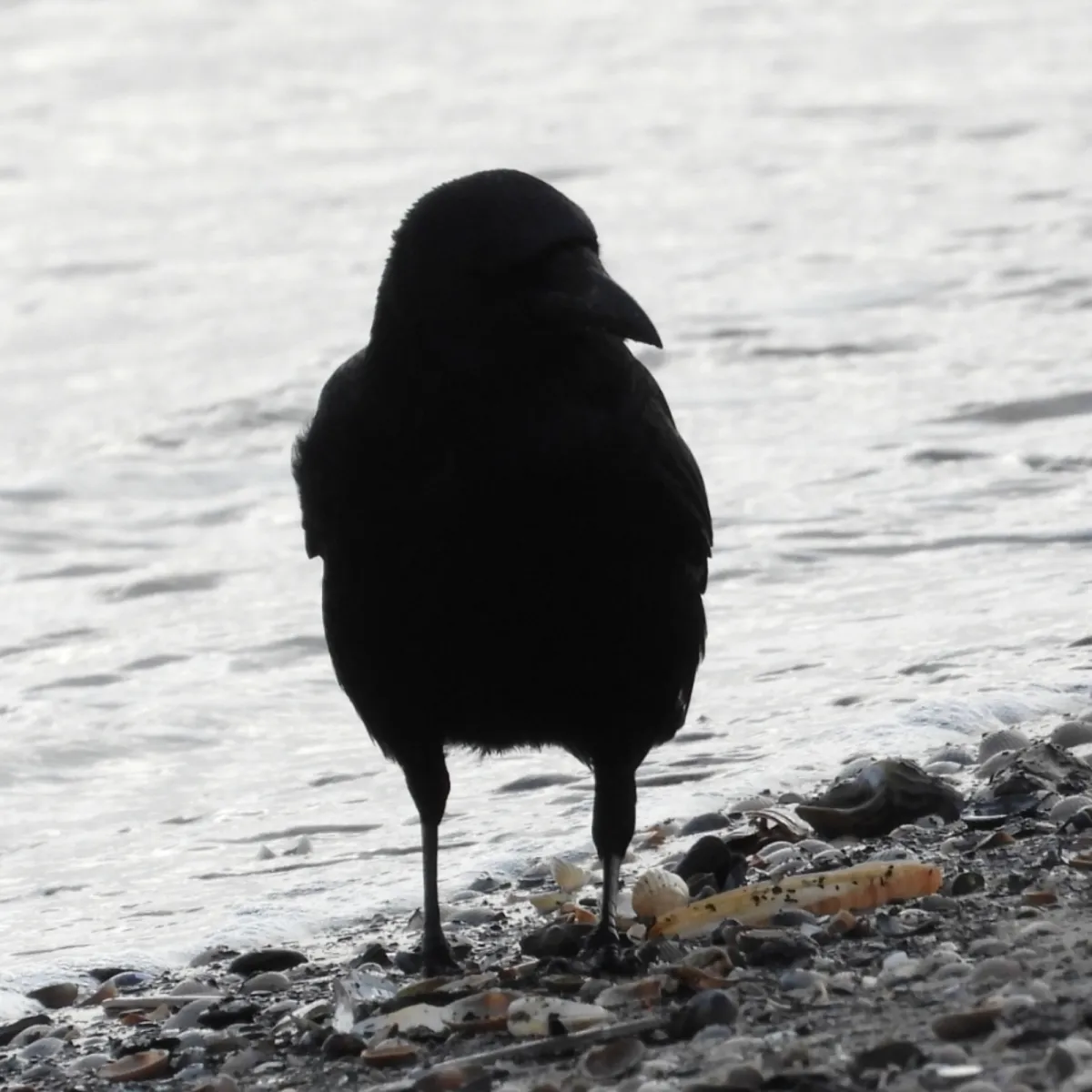 Gespotte Zwarte kraai