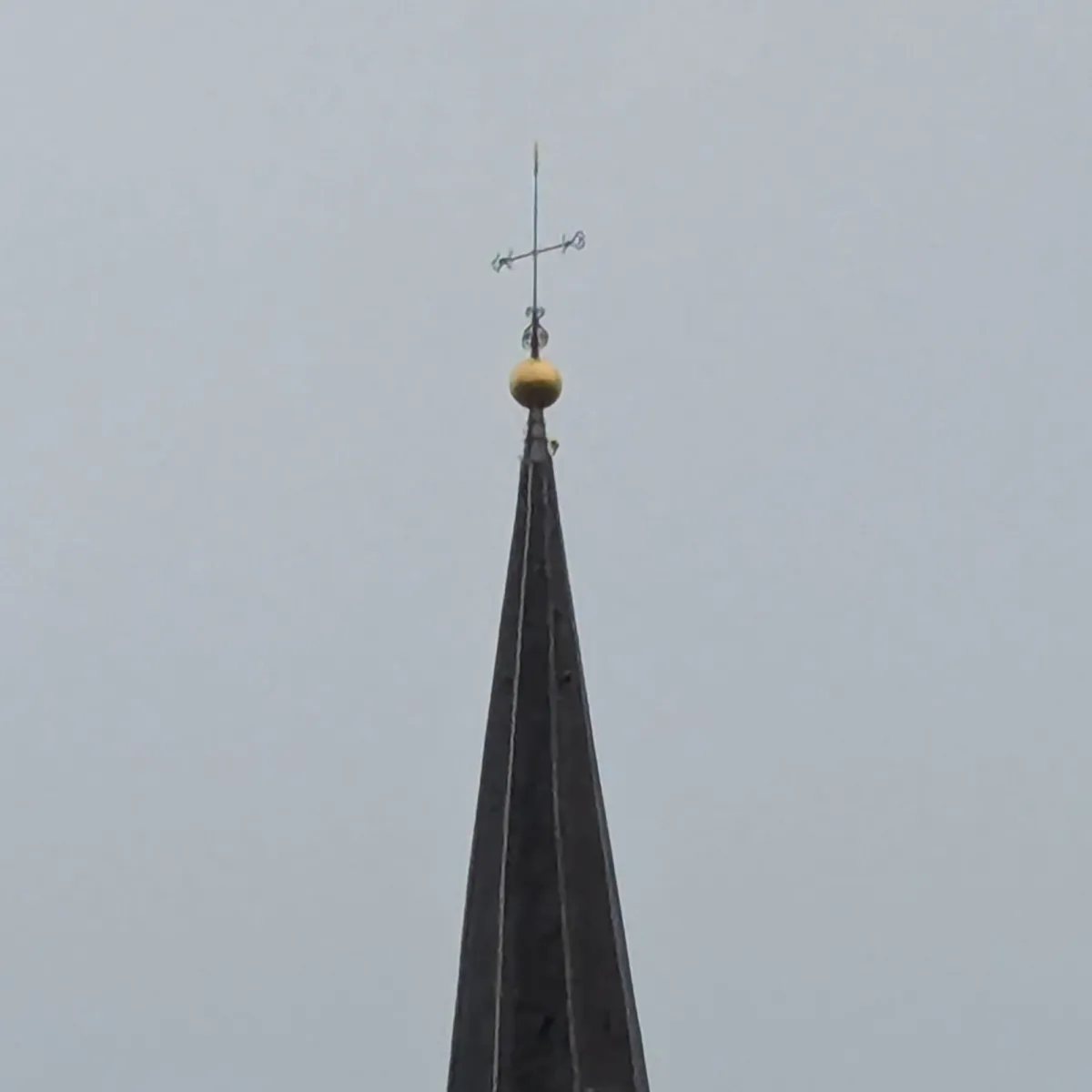 Gespotte Slechtvalk
