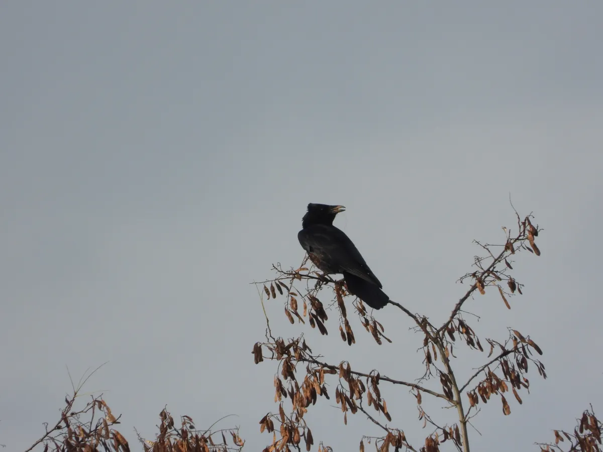 Gespotte Zwarte kraai