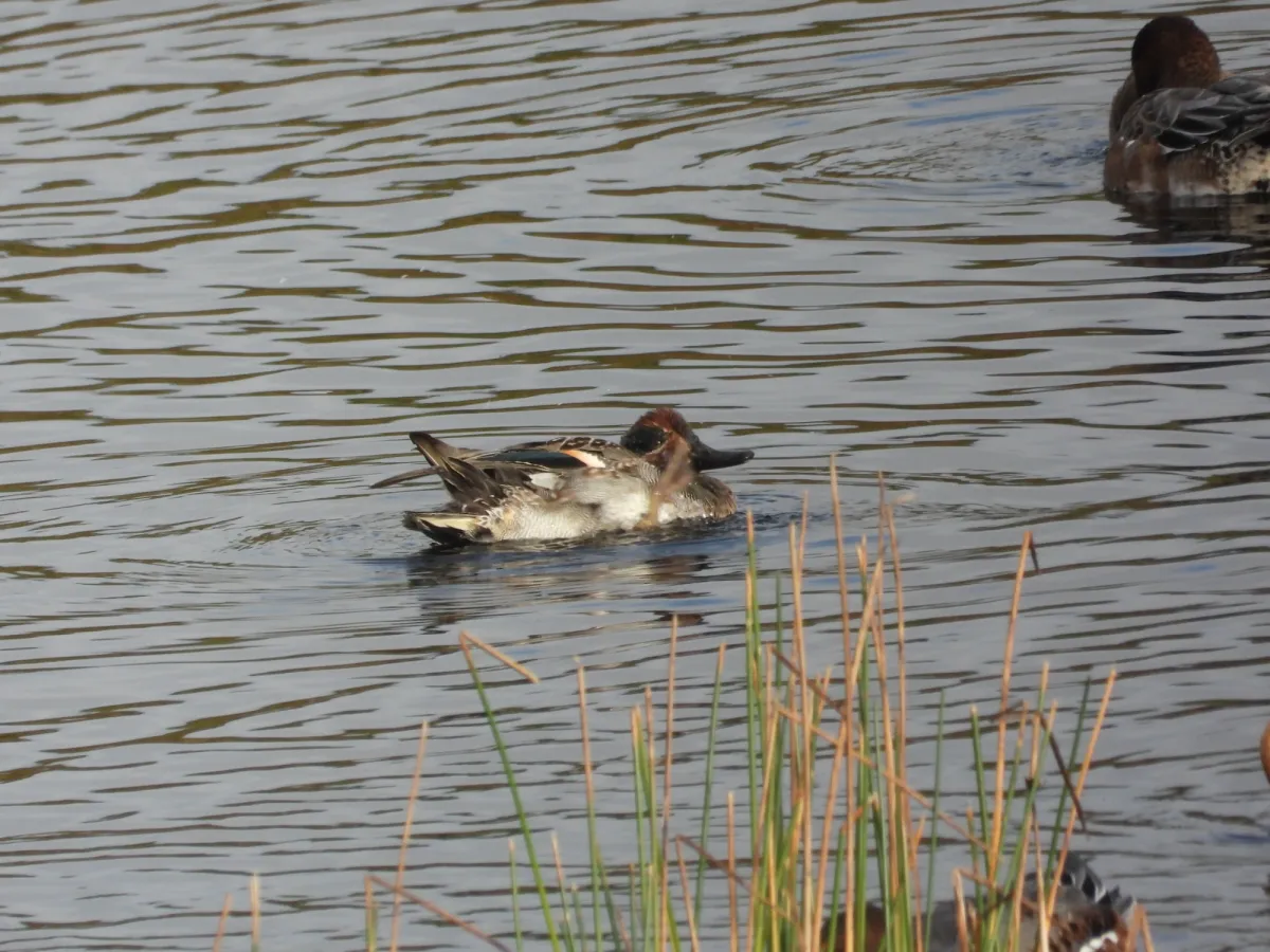 Gespotte Wintertaling