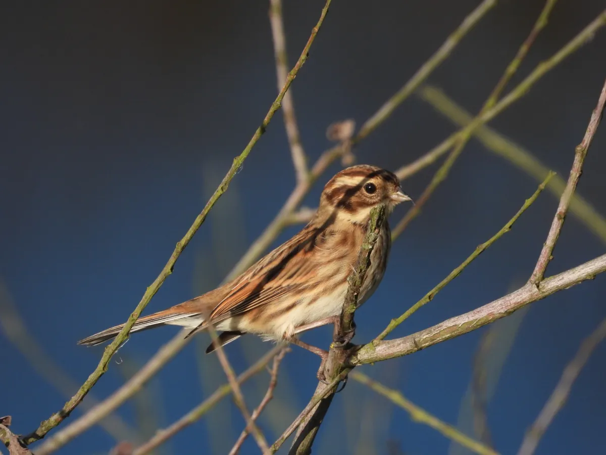 Spotted Reed Bunting