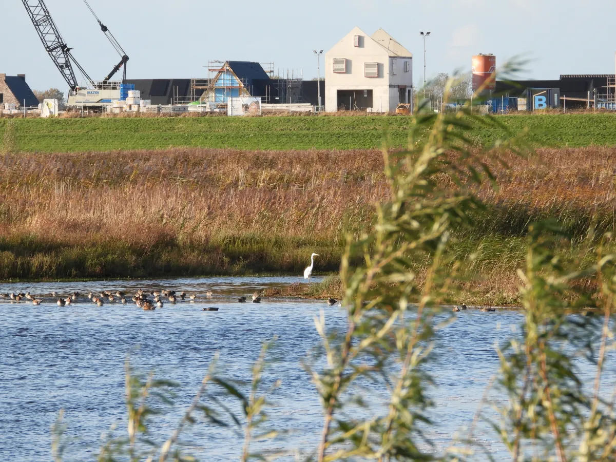 Gespotte Grote zilverreiger