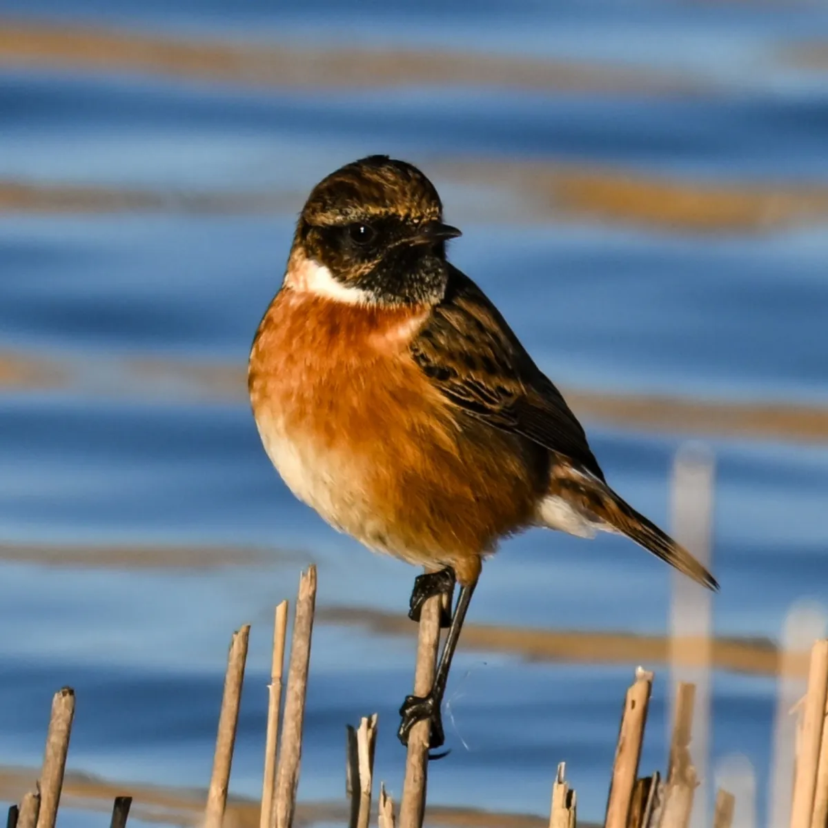 Gespotte Roodborsttapuit