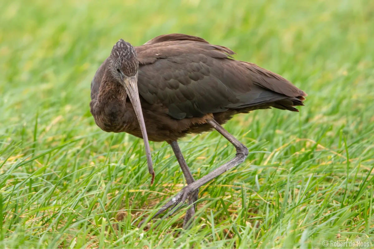 Gespotte Zwarte ibis