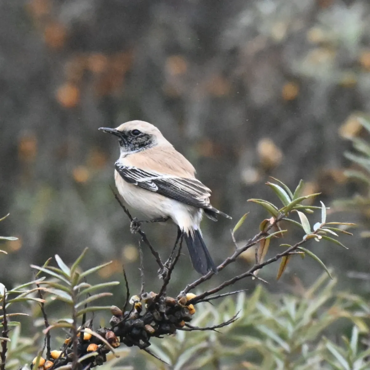 Gespotte Woestijntapuit