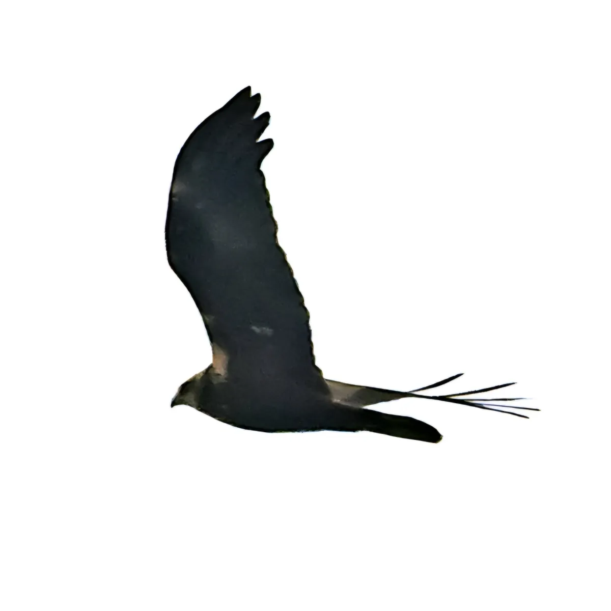 Gespotte Bruine kiekendief