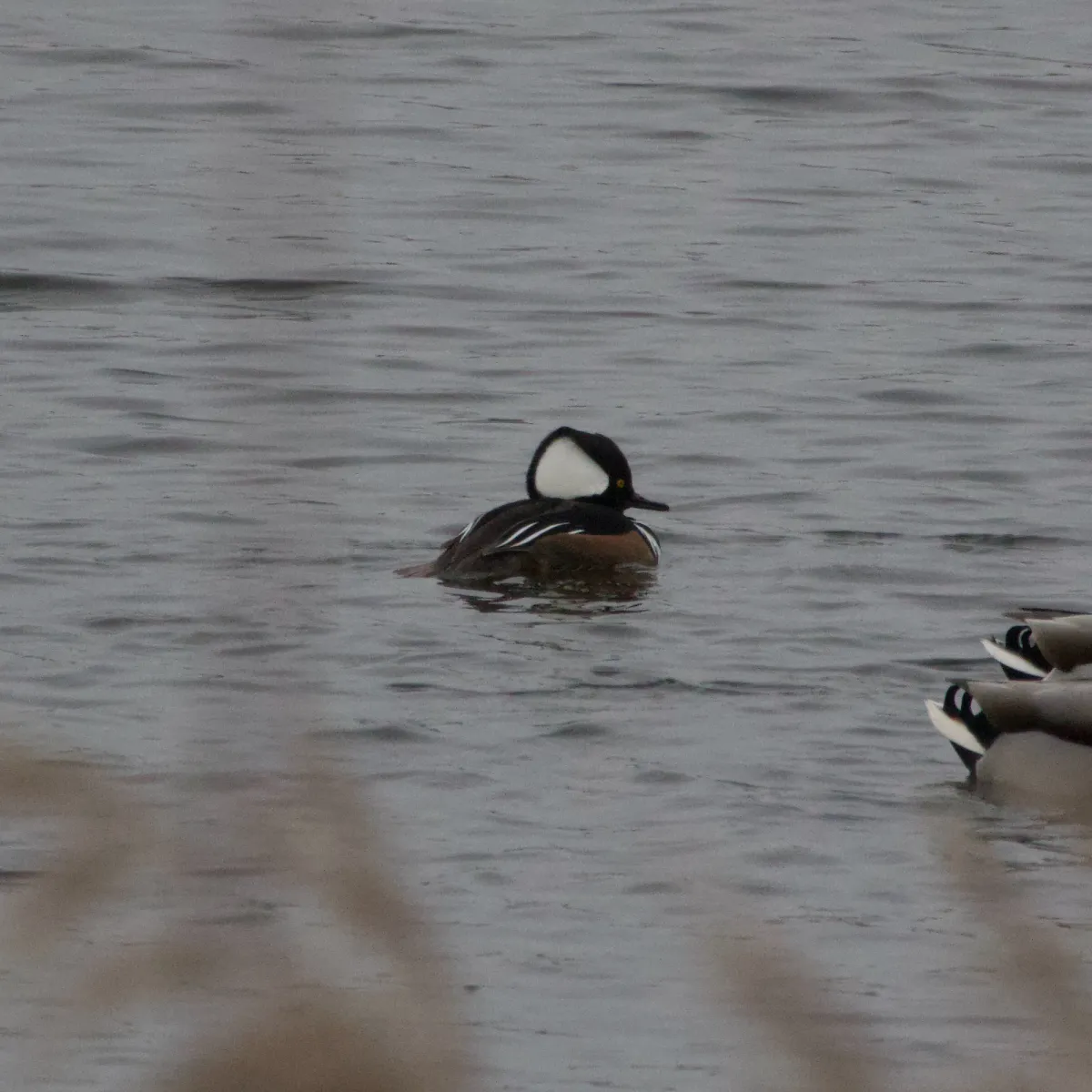 Gespotte Kokardezaagbek