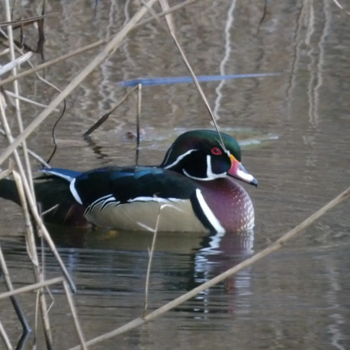 Gespotte Carolinaeend