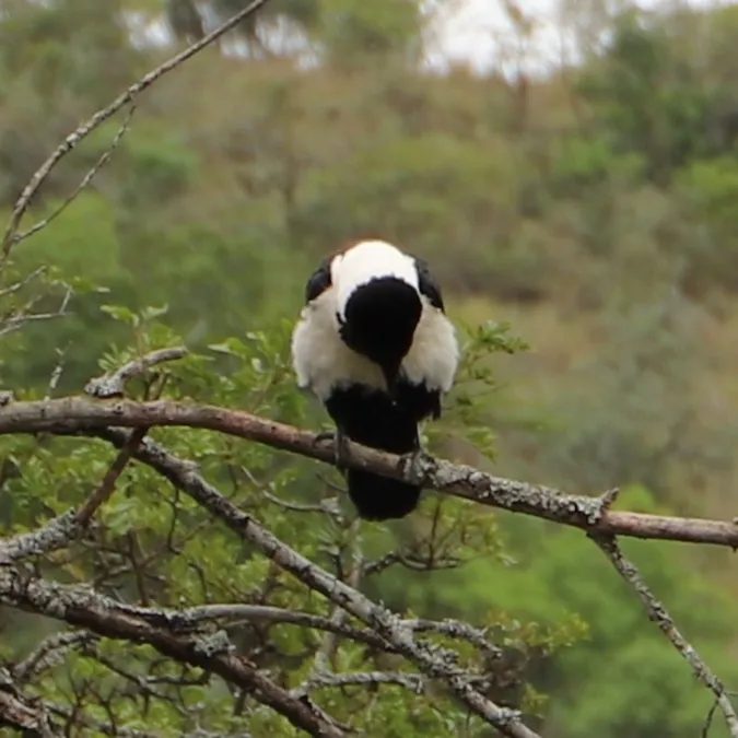 Gespotte Westelijke blonde tapuit