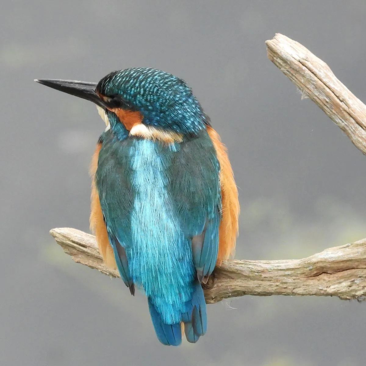 Spotted Common Kingfisher
