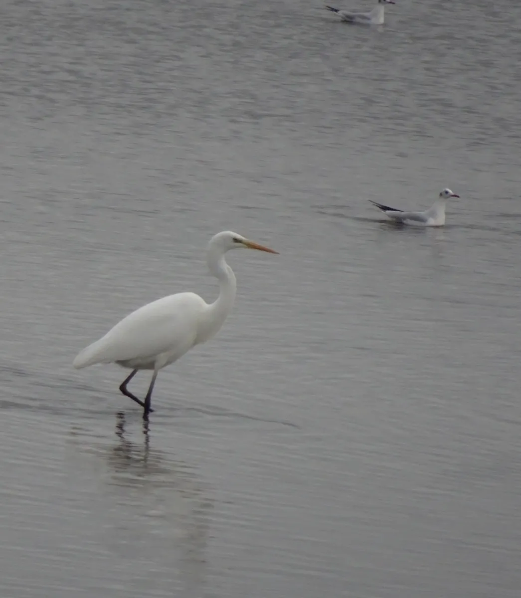 Gespotte Grote zilverreiger