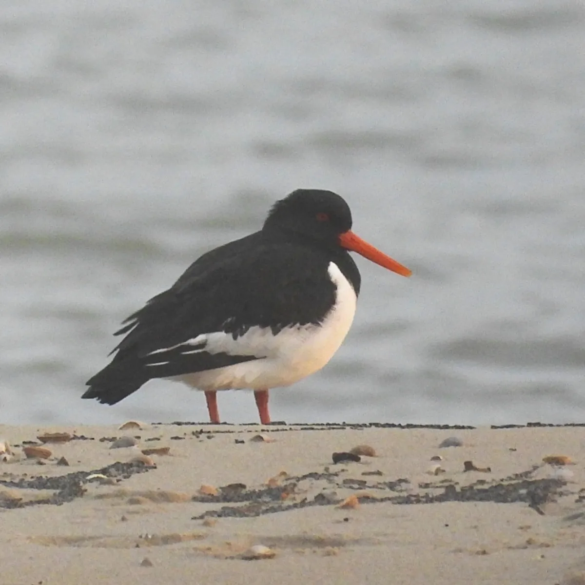 Gespotte Scholekster