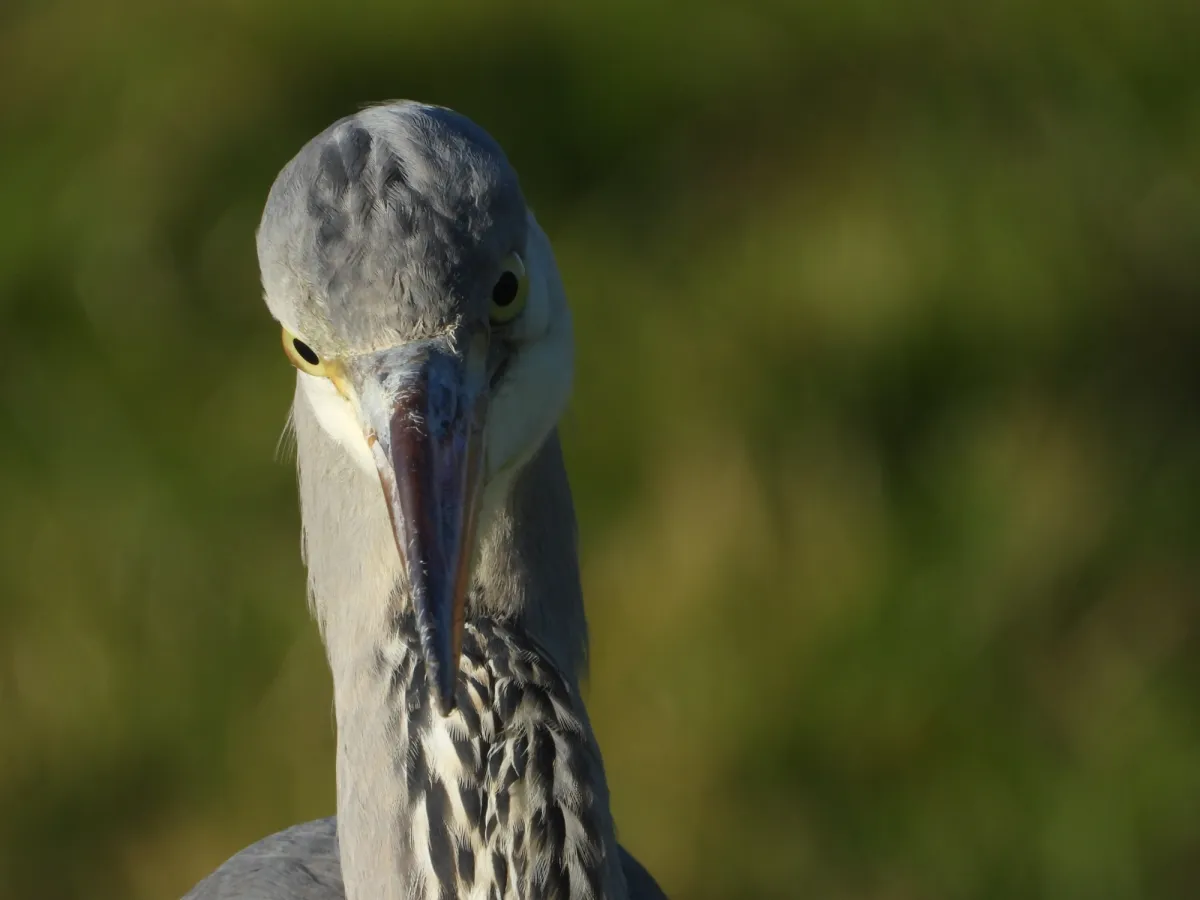 Gespotte Blauwe reiger