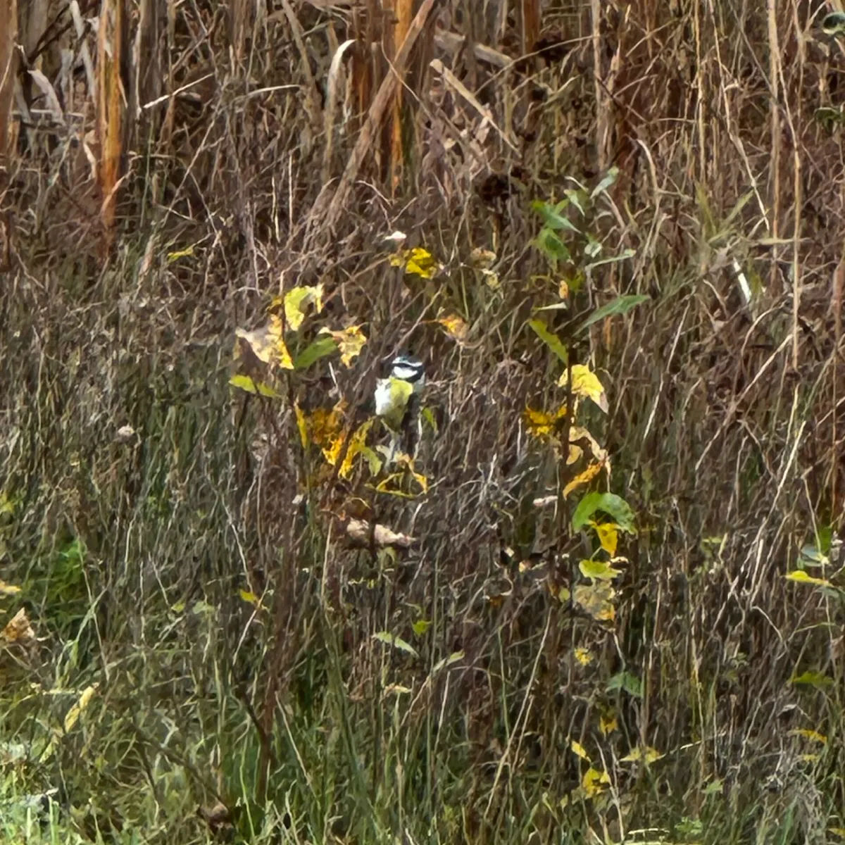 Gespotte Zwarte mees