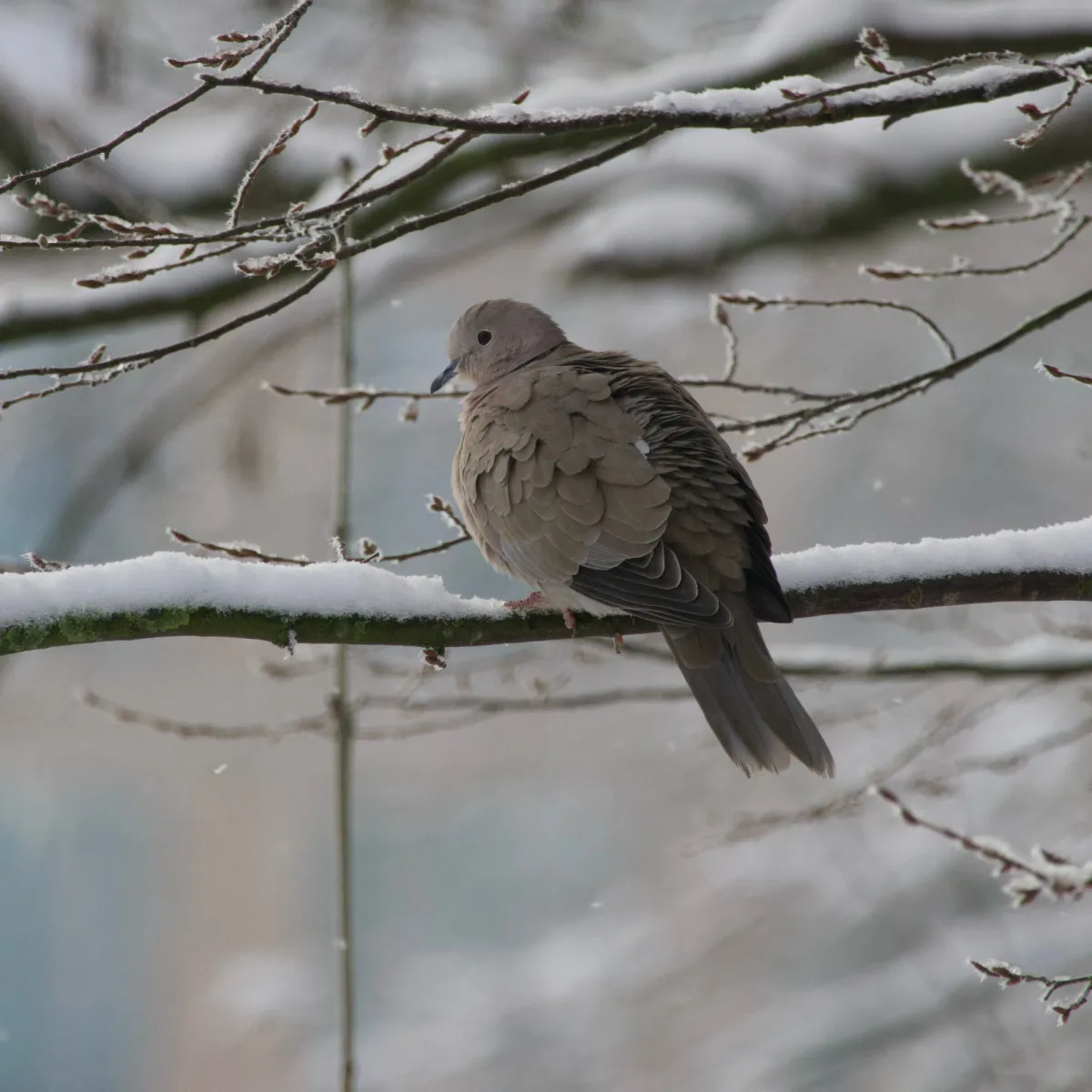Gespotte Turkse tortel