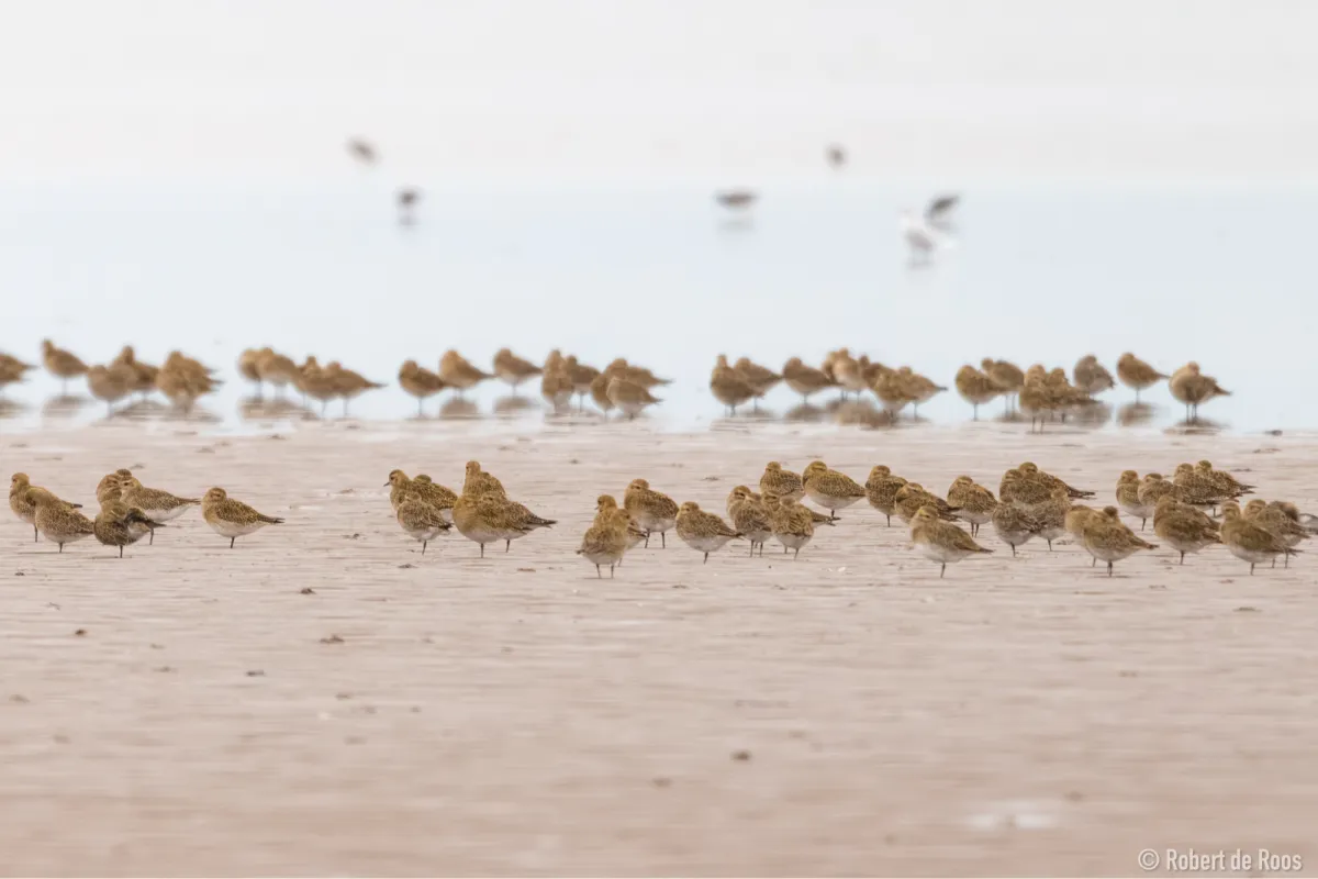 Gespotte Goudplevier