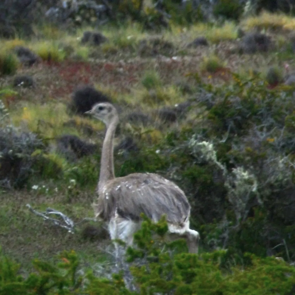 Gespotte Kleine nandoe