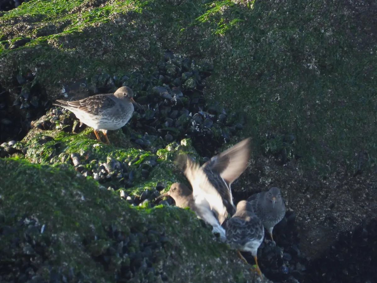 Gespotte Paarse strandloper