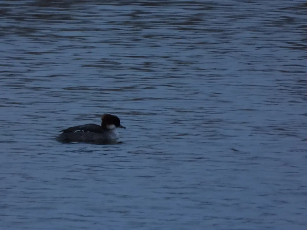 Spotted Smew
