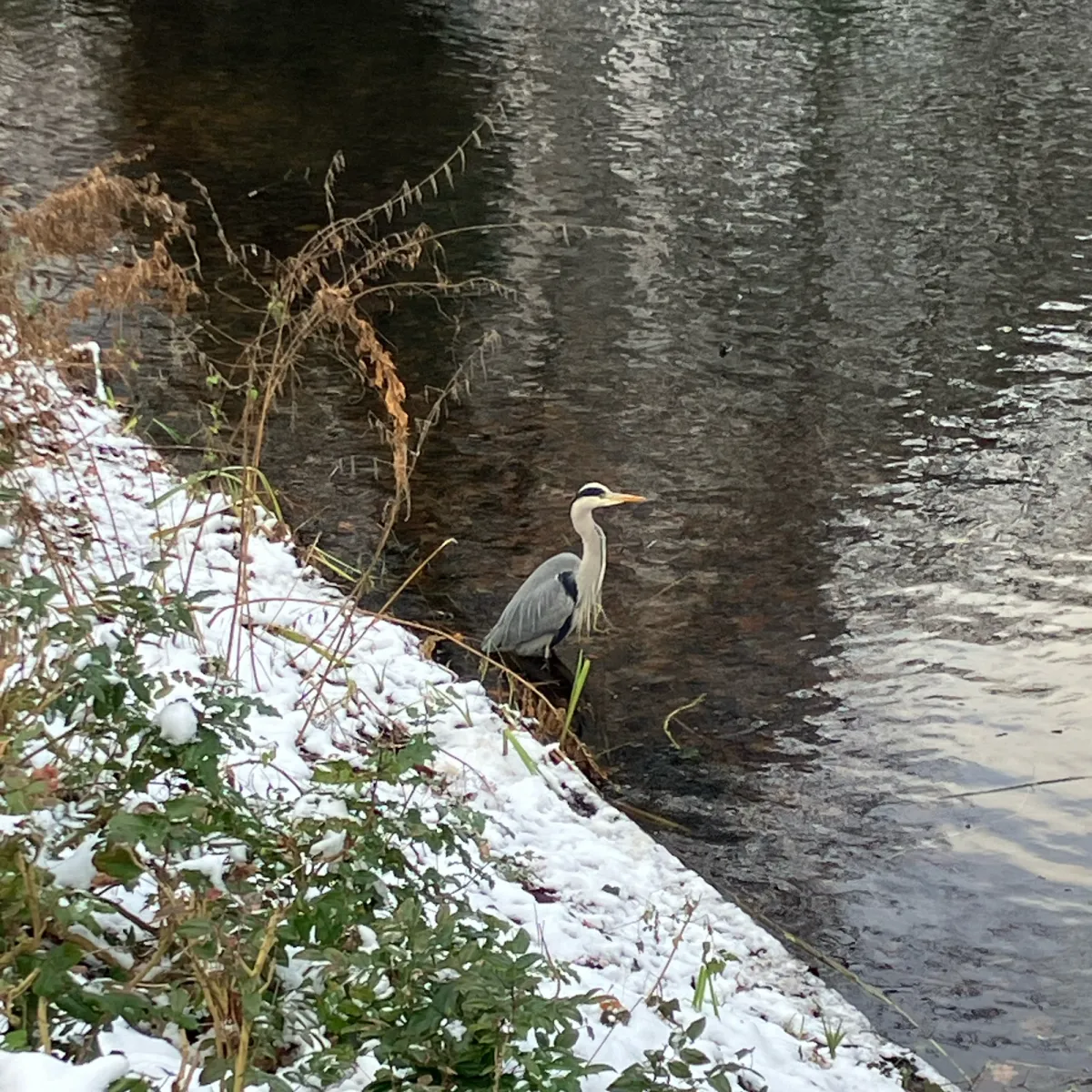 Spotted Gray Heron