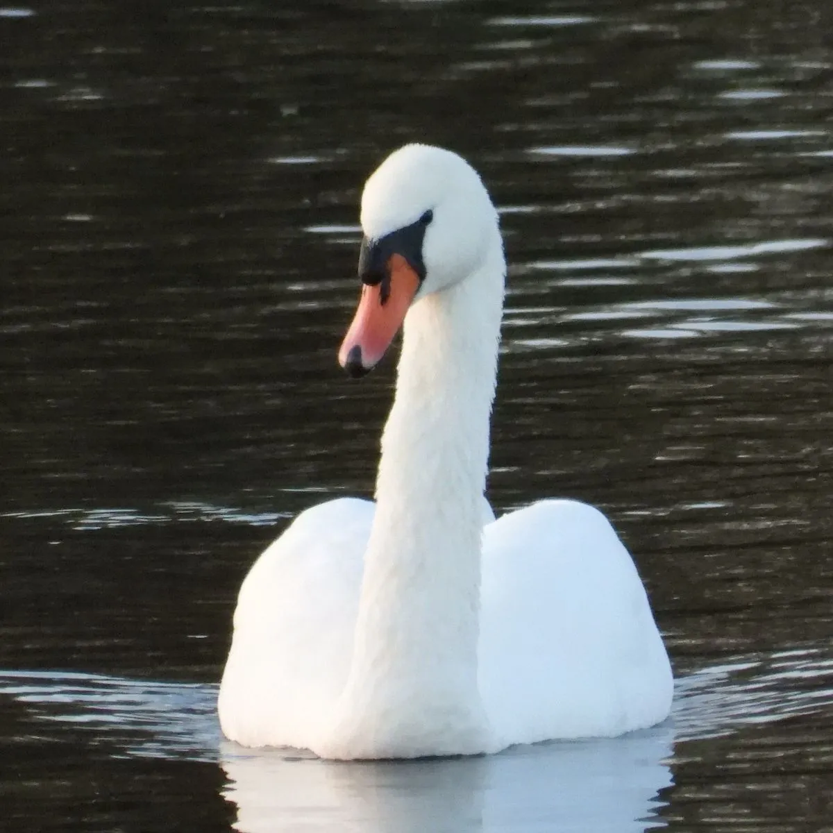 Gespotte Knobbelzwaan