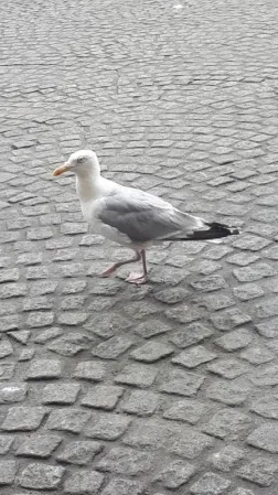 Gespotte Zilvermeeuw