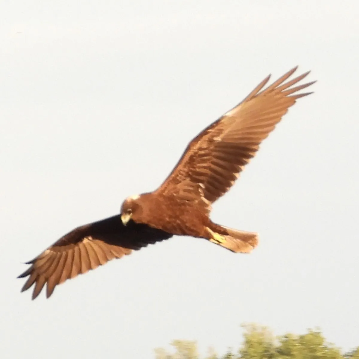 Gespotte Bruine kiekendief