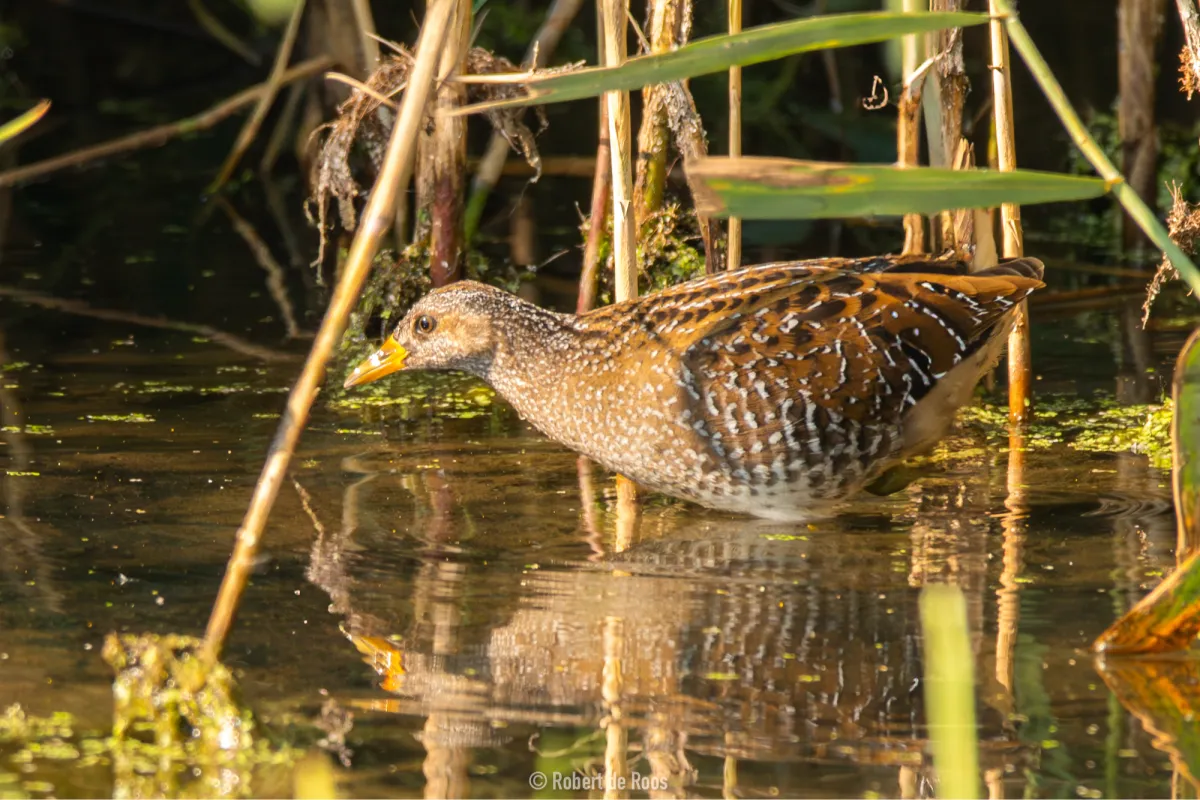 Gespotte Porseleinhoen