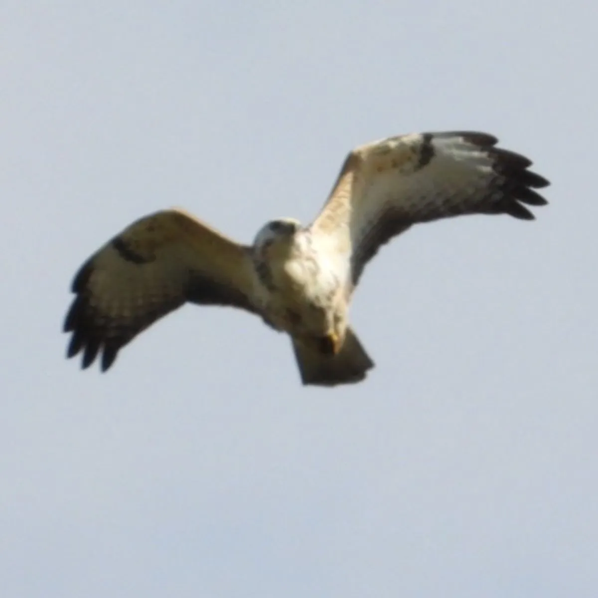 Gespotte Buizerd