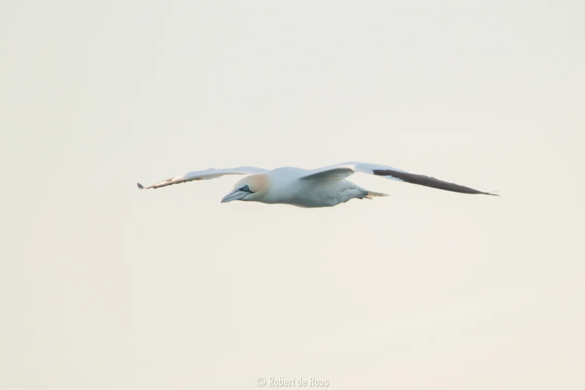 Gespotte Jan-van-gent