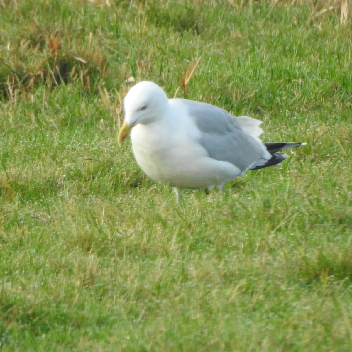 Gespotte Zilvermeeuw