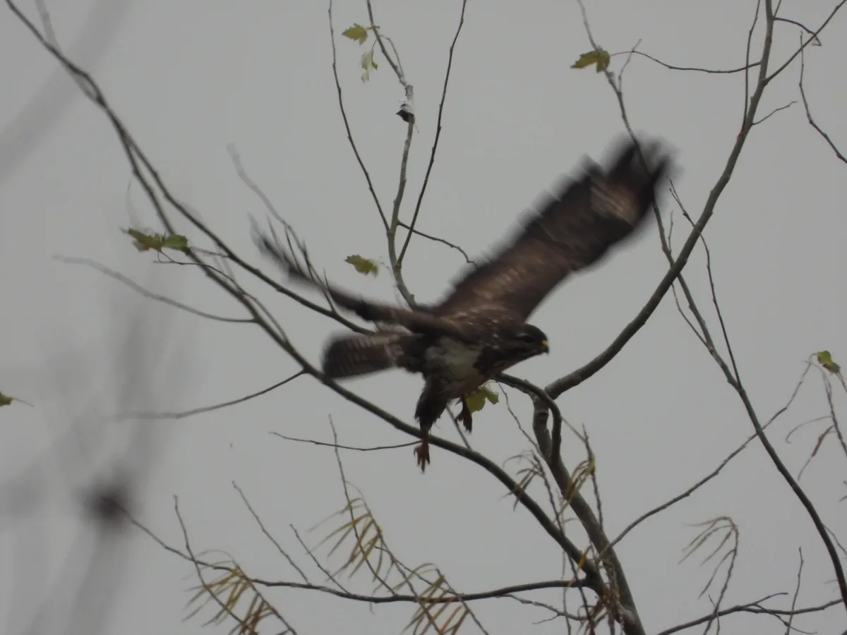 Gespotte Buizerd