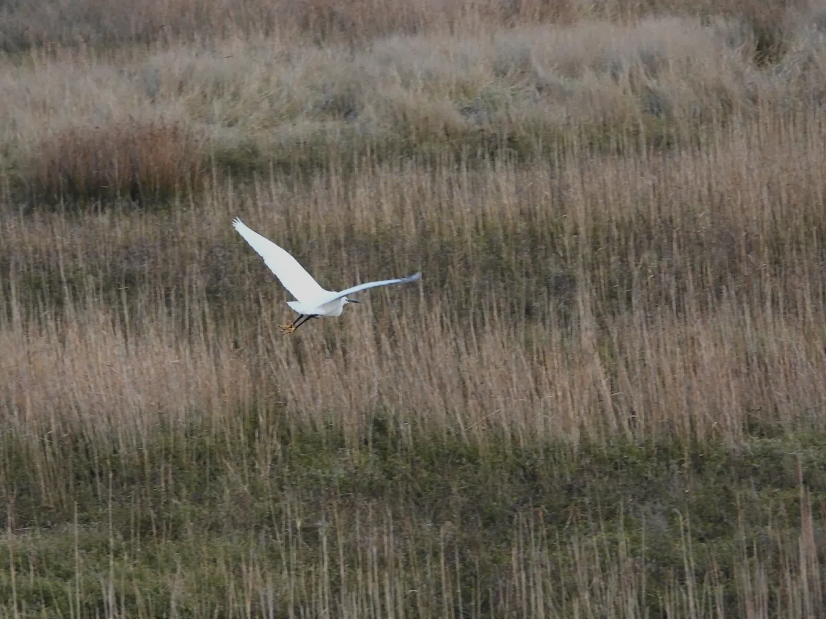 Gespotte Kleine zilverreiger