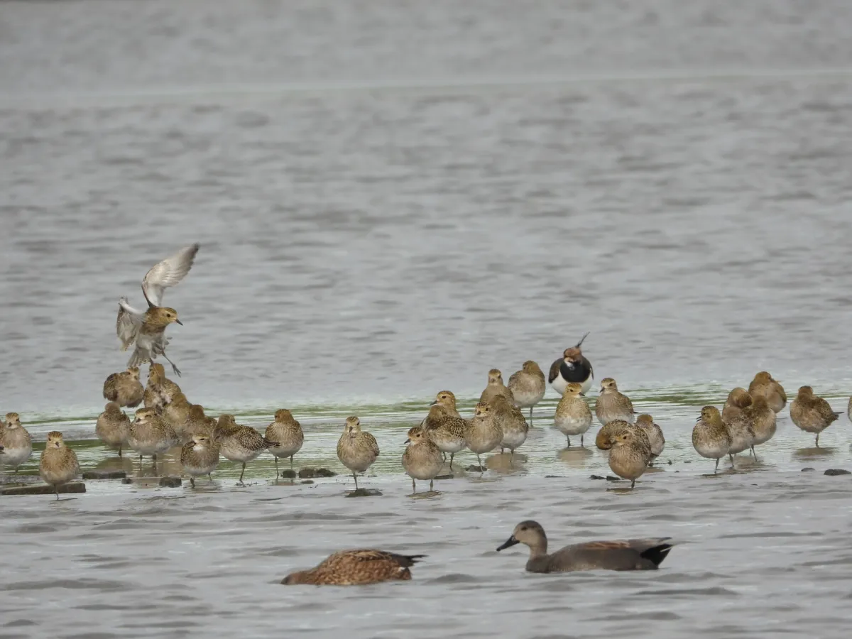 Gespotte Goudplevier