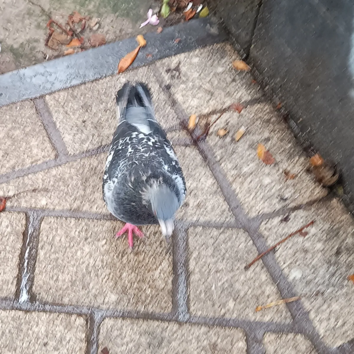 Spotted Rock Dove
