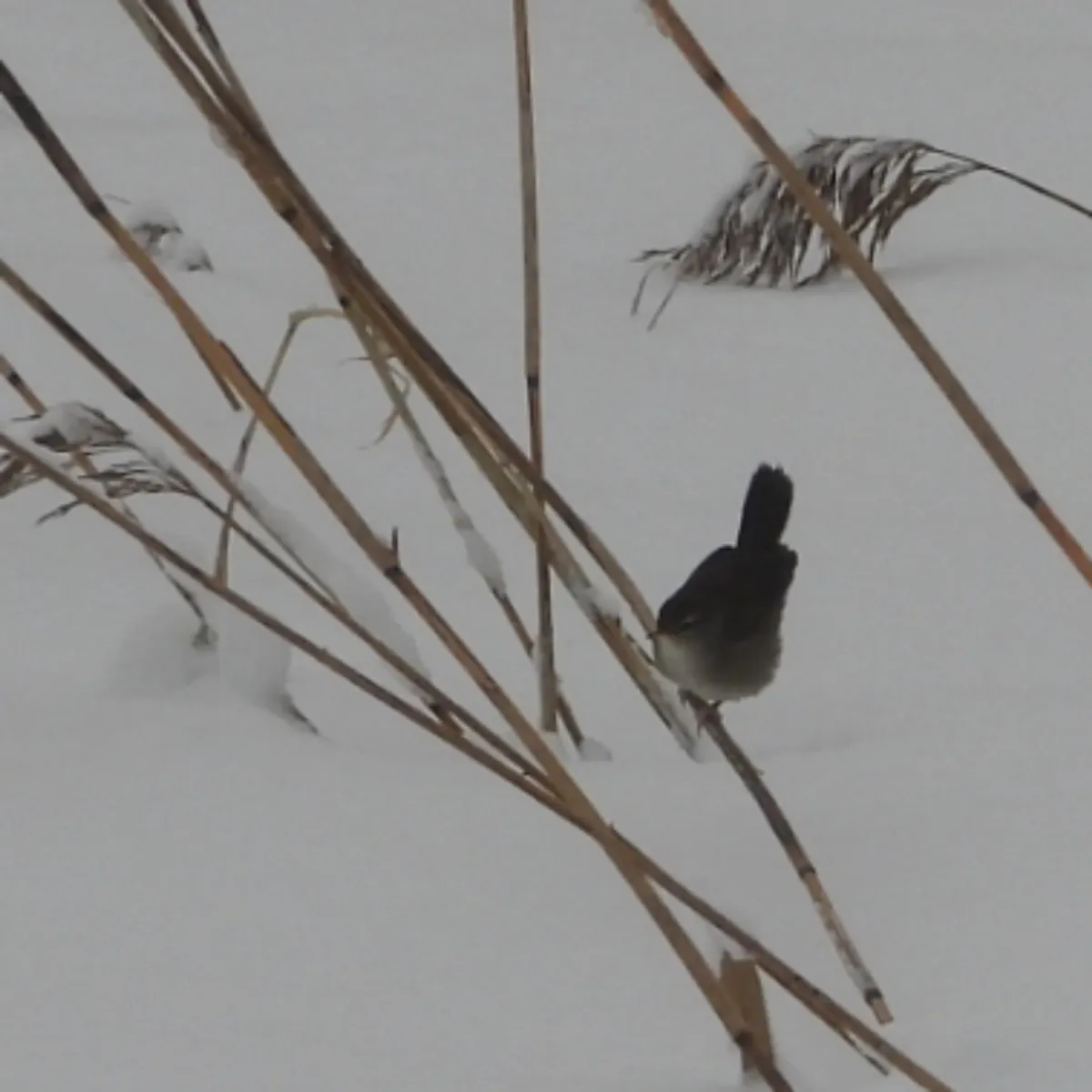 Gespotte Cetti's zanger