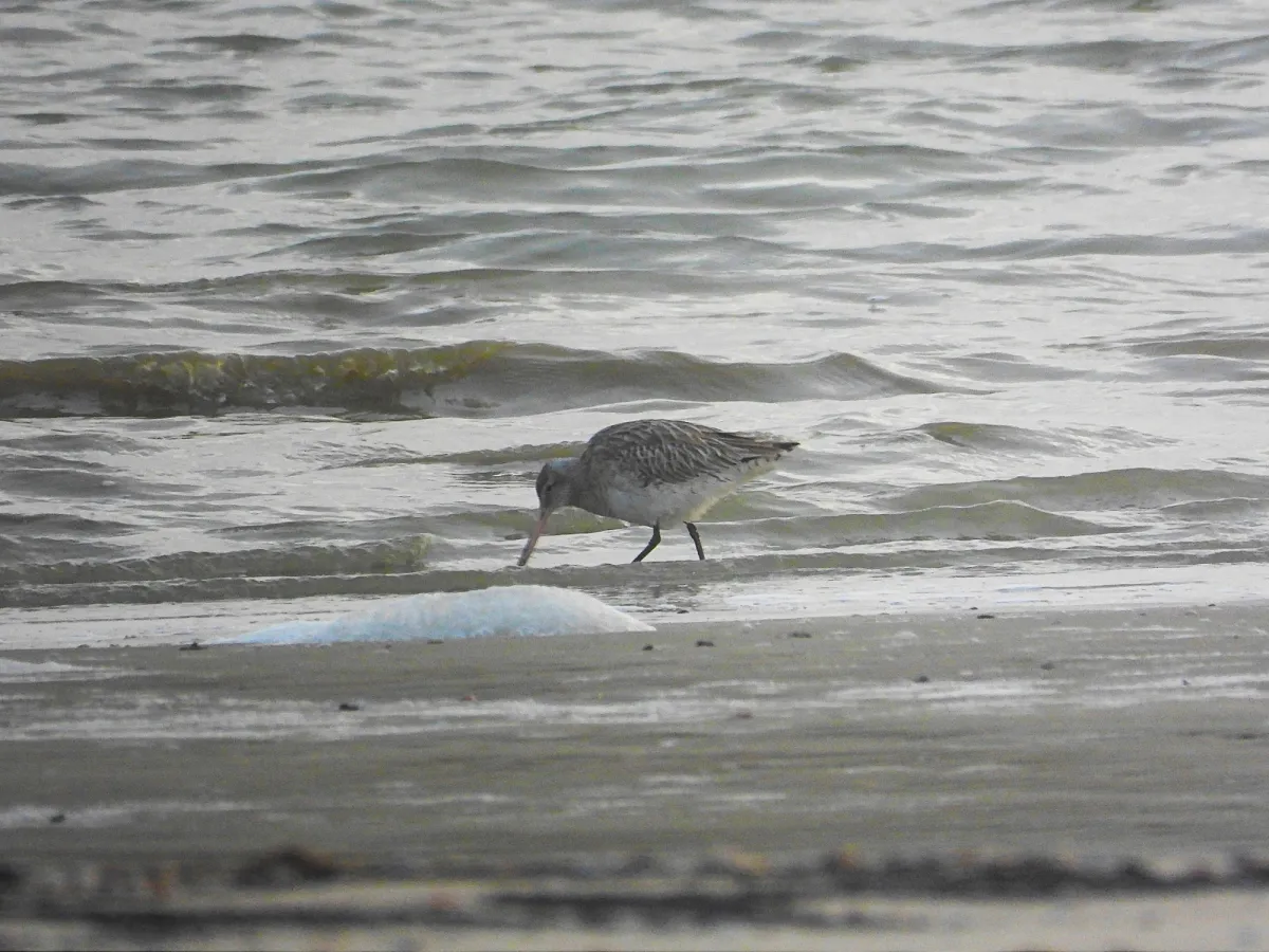 Gespotte Rosse grutto