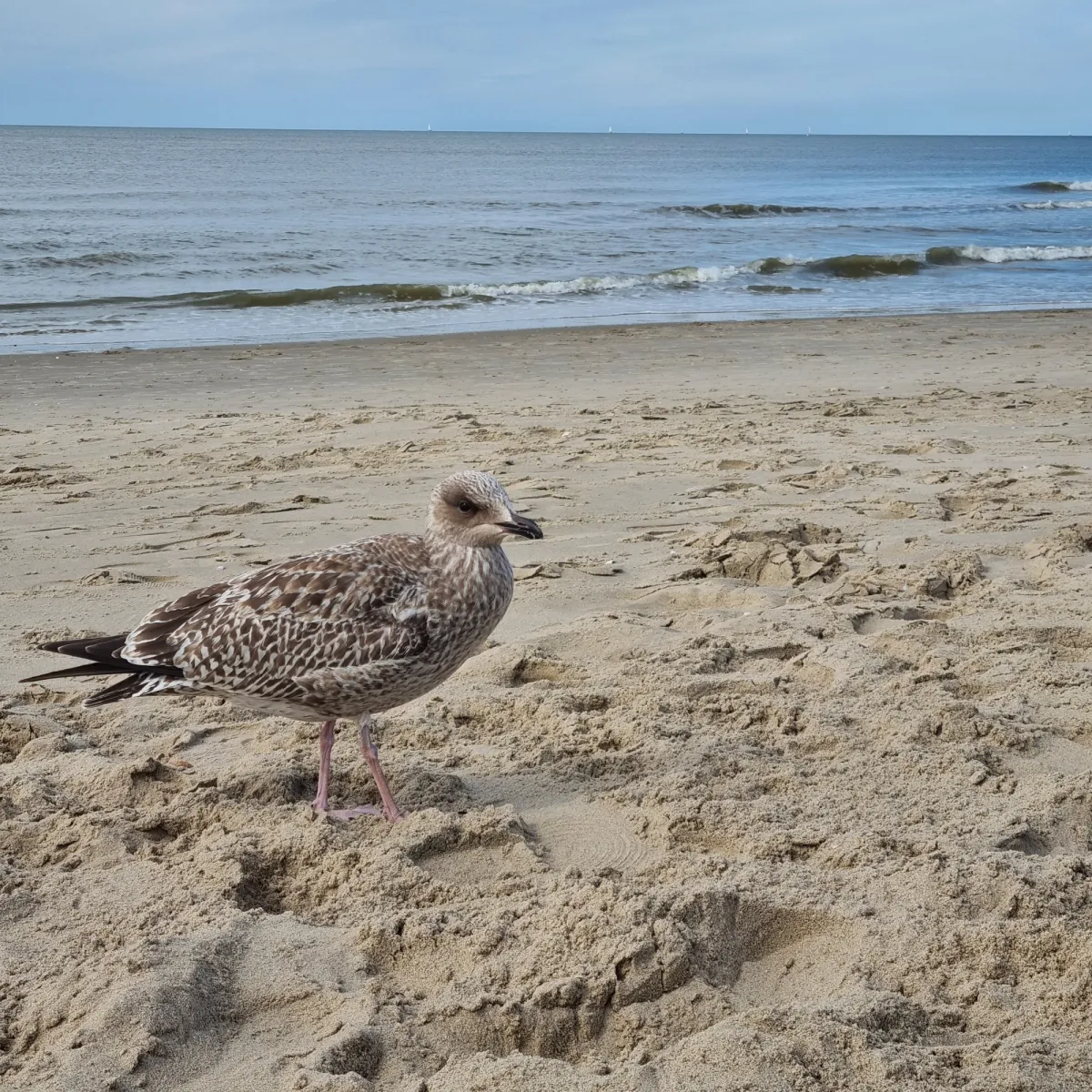 Gespotte Kleine mantelmeeuw