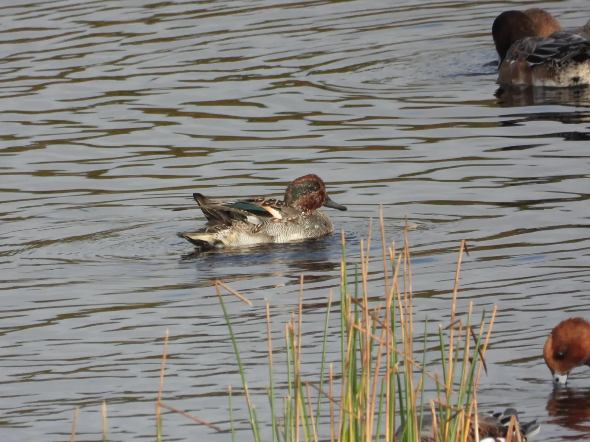 Gespotte Wintertaling