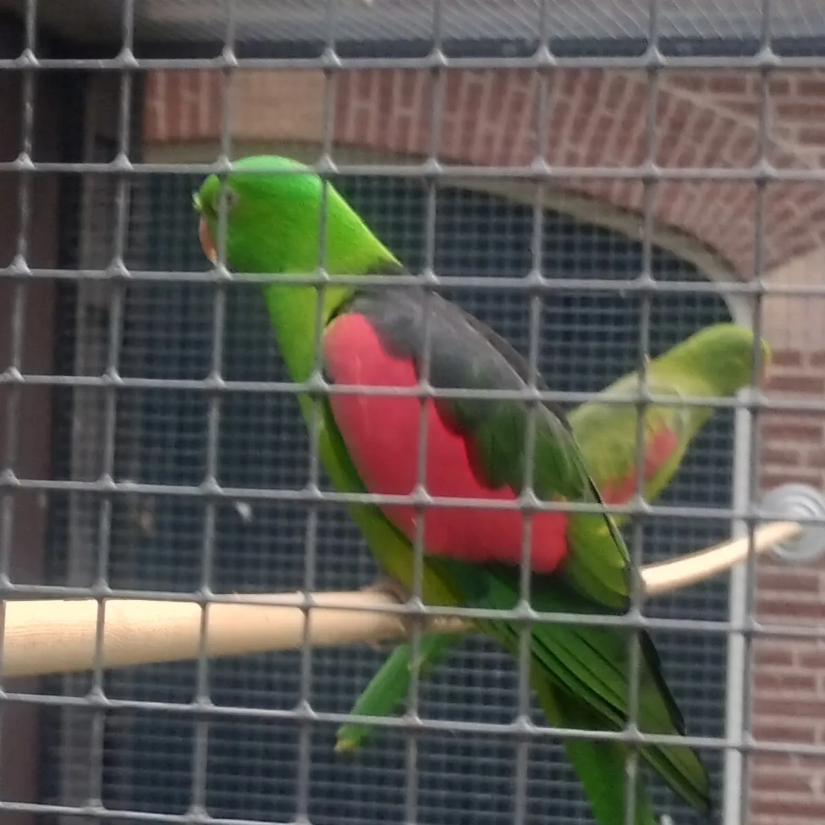 Gespotte Halsbandparkiet