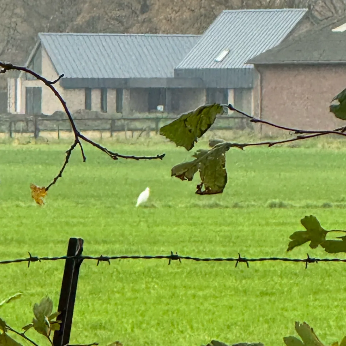 Gespotte Grote zilverreiger