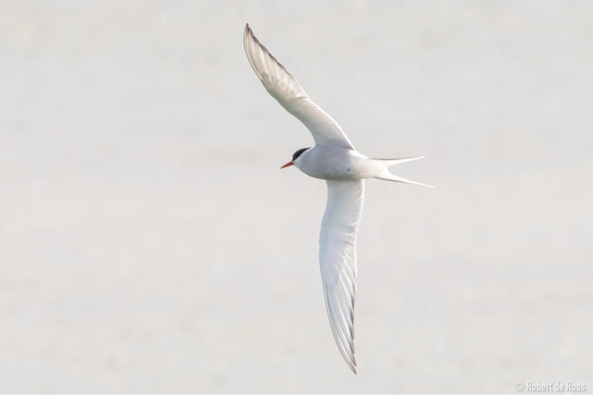 Gespotte Noordse stern
