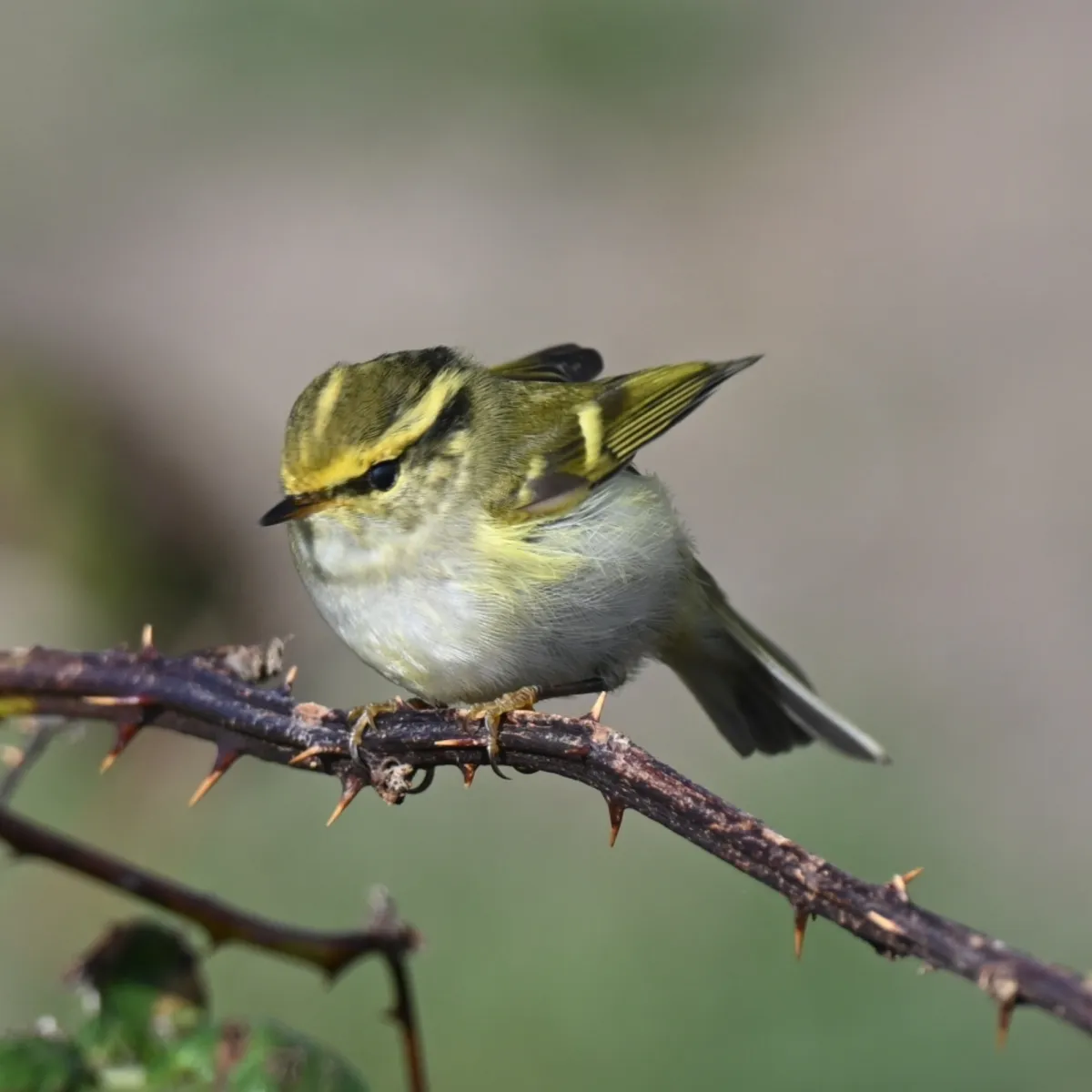 Gespotte Pallas' boszanger