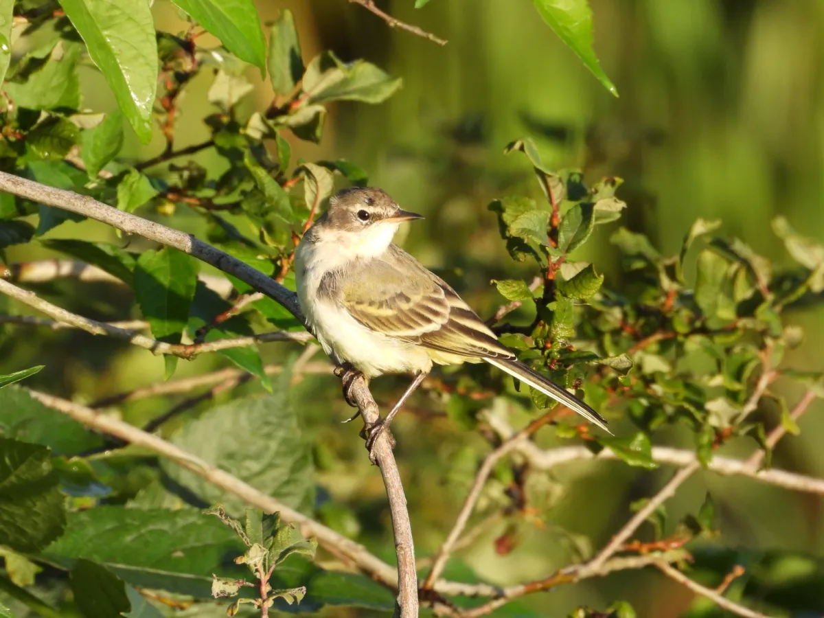 Gespotte Gele kwikstaart