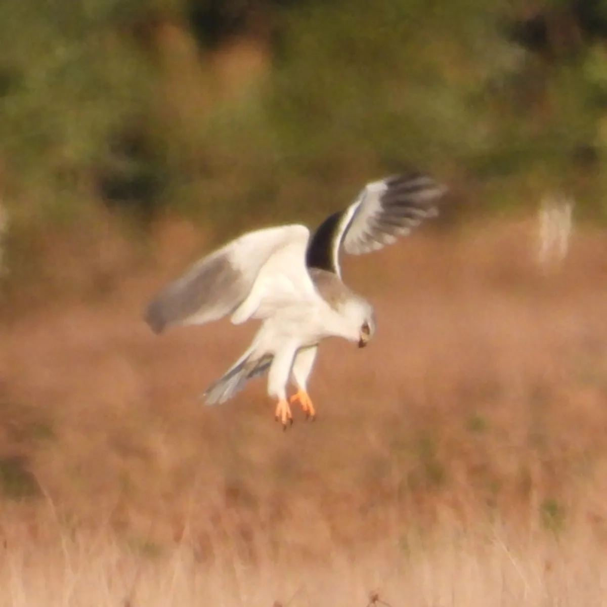 Gespotte Grijze wouw