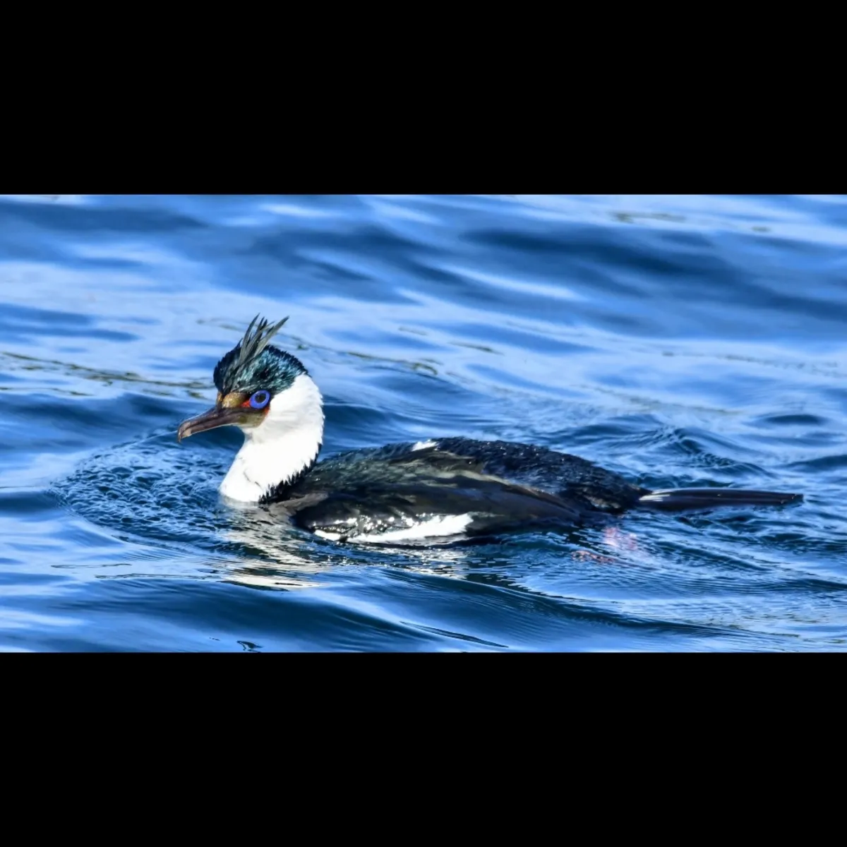 Gespotte Keizeraalscholver