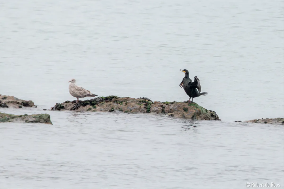 Gespotte Kuifaalscholver