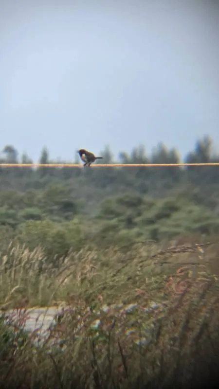 Gespotte Roodborsttapuit